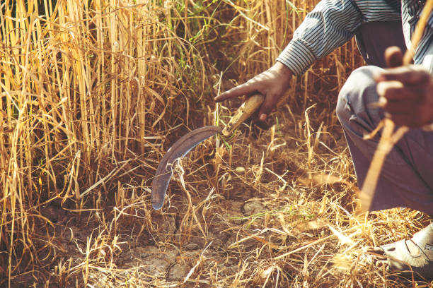 Farmers harvesting grass with scythes on a sunny day. Manual labor in traditional rural agriculture, providing animal feed