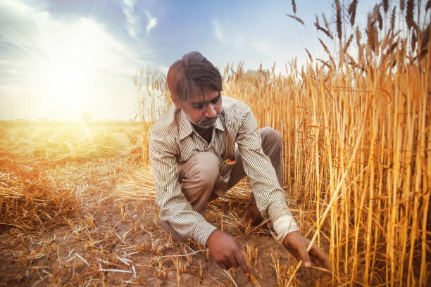 istock Asian man Cutting wheat with sickle 949042088