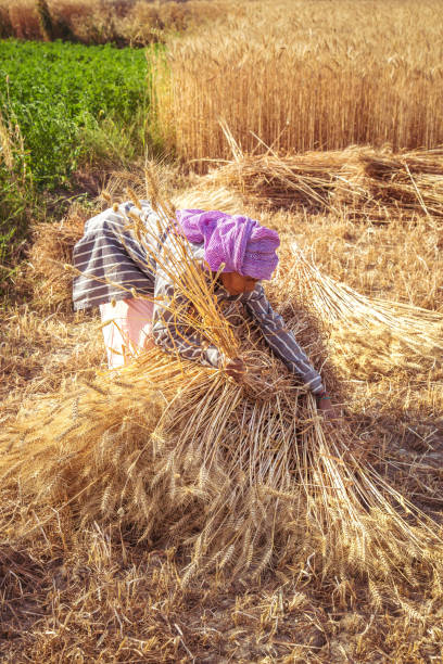 istock woman making bundles of wheat 949042434