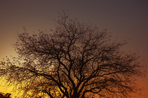 view of the branches of a bare trees at sunset