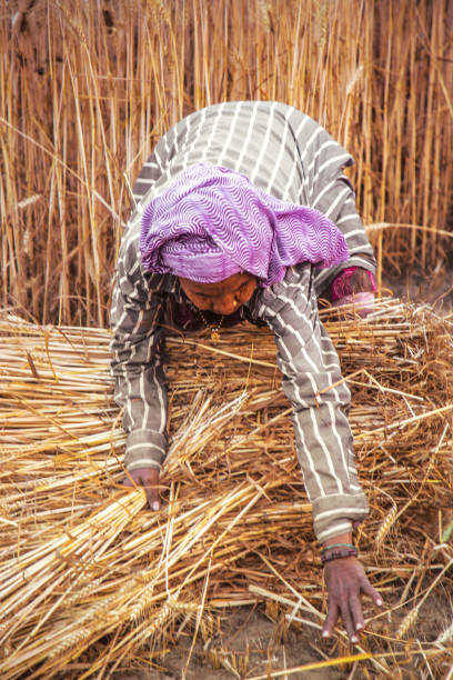 istock Old women collecting wheat 949042904