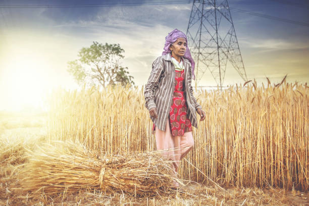 agricoltore indiano che lavora - women poverty senior adult mature adult foto e immagini stock