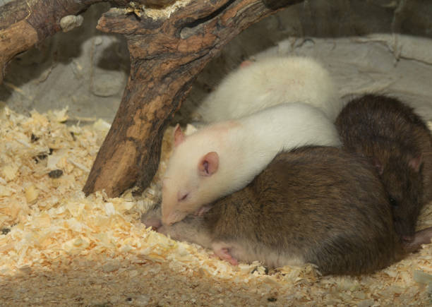 Family rats sleep