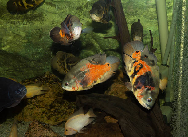 istock Group of fish in the aquarium 949047972