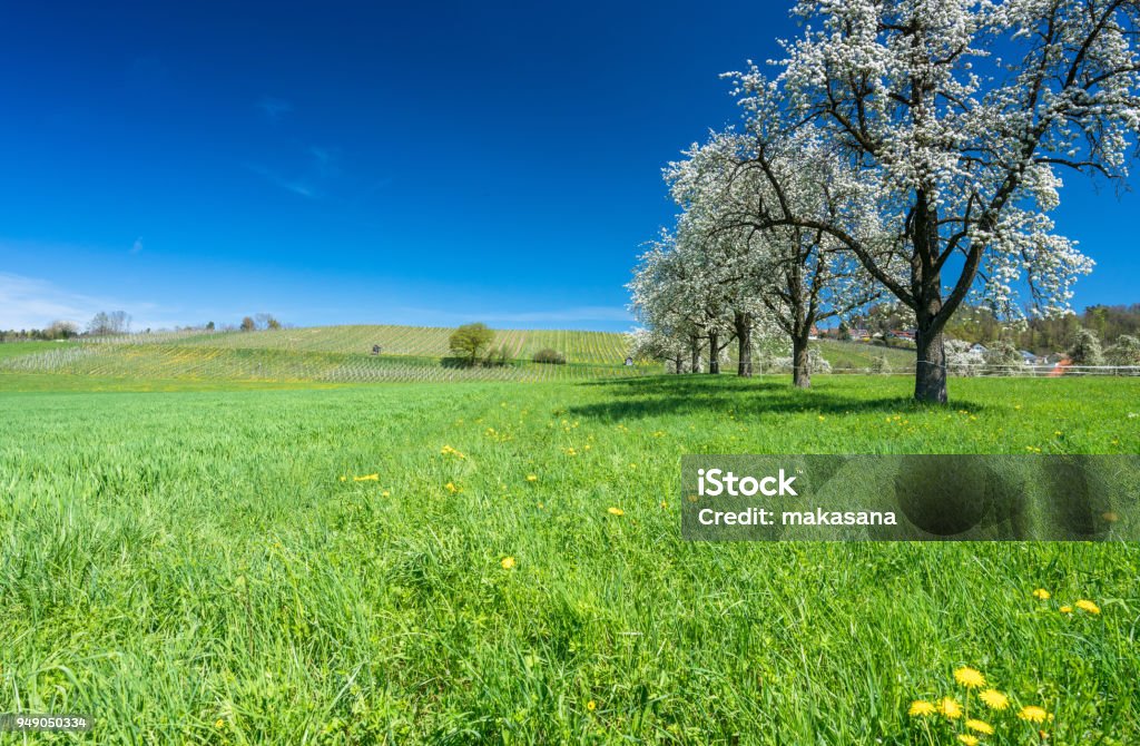 blossoming fruit trees and orchard in a green field with yellow dandelions and a small vineyard in the background horizontal view of blossoming fruit trees and orchard in a green field with yellow dandelions and a small vineyard in the background Switzerland Stock Photo