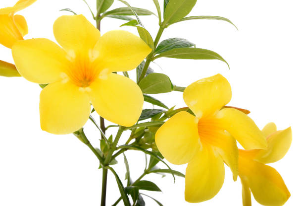 istock Allamanda Yellow flower isolated on white background 949052806