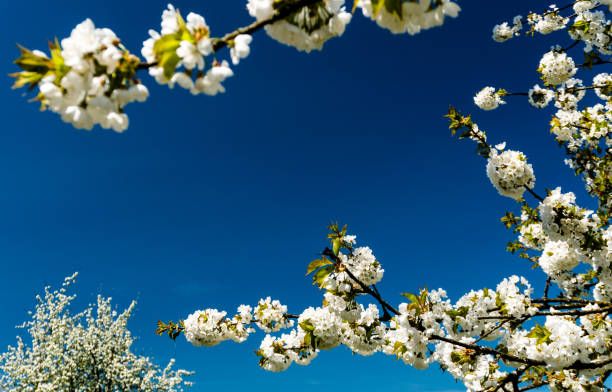 background of orchard trees and blossoming white apple tree branches framing a blue sky with plenty of copy space - frauenfeld imagens e fotografias de stock
