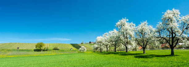 開花の果物の木と黄色いタンポポのグリーン フィールドの果樹園と背景の小さなぶどう畑 - thurgau ストックフォトと画像