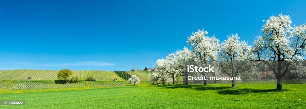 blossoming fruit trees and orchard in a green field with yellow dandelions and a small vineyard in the background Panorama view of blossoming fruit trees and orchard in a green field with yellow dandelions and a small vineyard in the background Thurgau Stock Photo