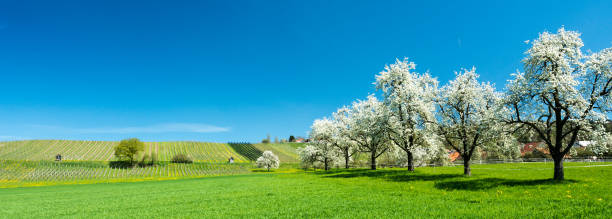 kwitnące drzewa owocowe i sad na zielonym polu z żółtymi mniszkami lekarskimi i małą winnicą w tle - thurgau zdjęcia i obrazy z banku zdjęć