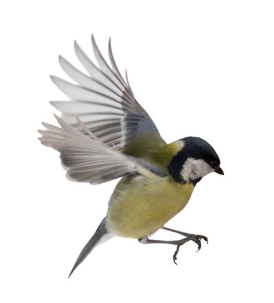 istock photo of isolated great tit in flight 949054158