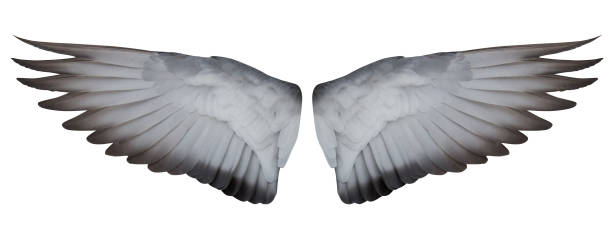 istock dove open inner part of wings isolated on white 949054210