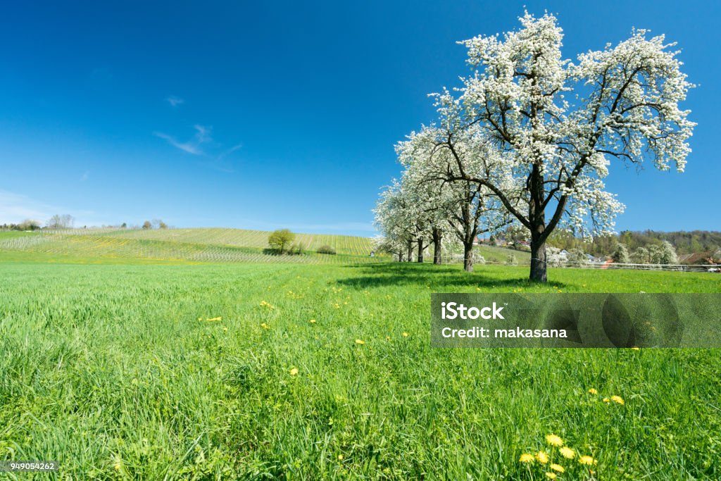 blossoming fruit trees and orchard in a green field with yellow dandelions and a small vineyard in the background horizontal view of blossoming fruit trees and orchard in a green field with yellow dandelions and a small vineyard in the background Agriculture Stock Photo