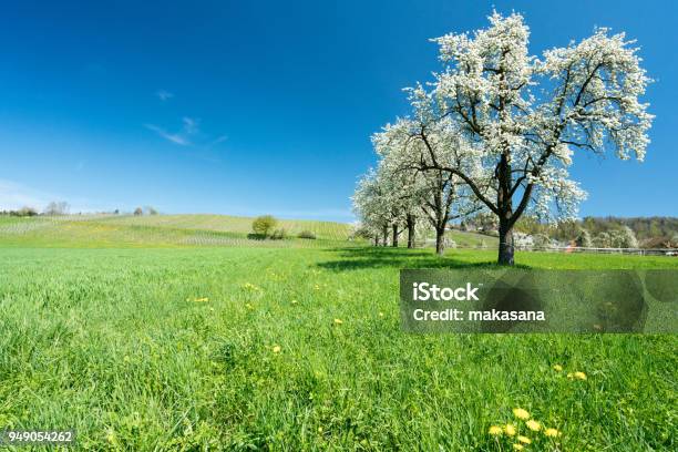 Blossoming Fruit Trees And Orchard In A Green Field With Yellow Dandelions And A Small Vineyard In The Background Stock Photo - Download Image Now