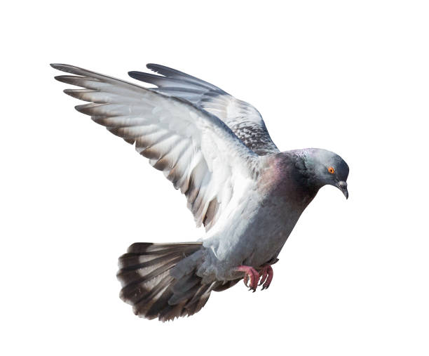 istock isolated on white gray pigeon in flight 949054334