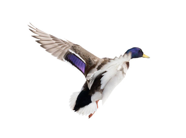 istock flying mallard duck drake with blue head 949054362