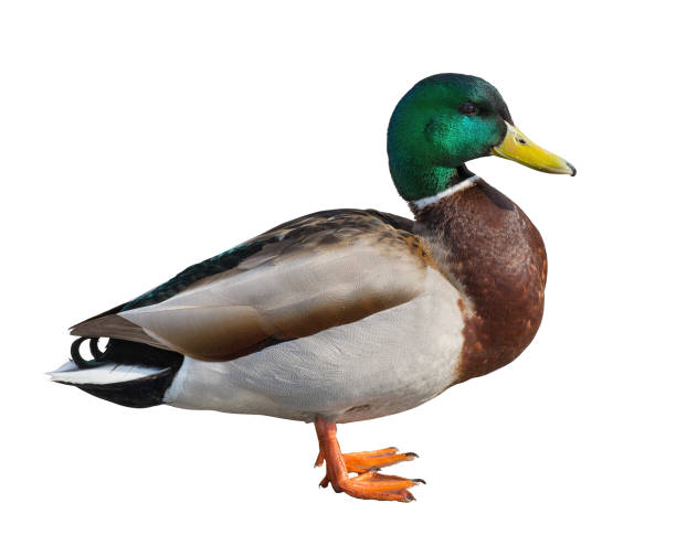istock standing mallard duck drake isolated on white 949054404