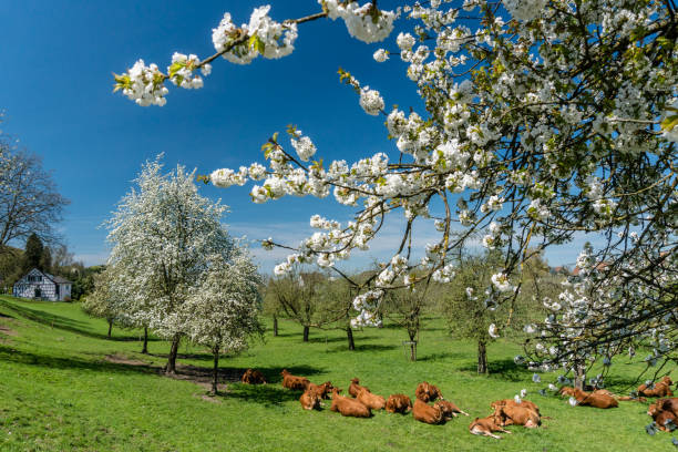 휴식 하는 소의 무리 꽃 나무와 신선한 녹색 잔디를 즐기는 과수원에 가운데 - frauenfeld 뉴스 사진 이미지