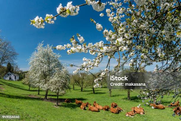 Herd Of Cows Resting In Midst Of An Orchard With Blossoming Trees And Enjoying The Fresh Green Grass Stock Photo - Download Image Now