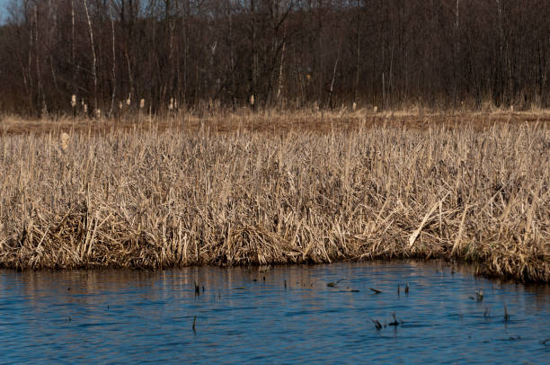 istock lake landscape, reed, ripple surface water 949054836