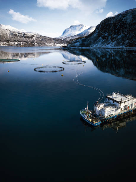 ferme de la pêche dans le nord de la norvège dans un fjord de hilleshamn, province de tromso - tromso lofoten and vesteral islands lofoten norway photos et images de collection