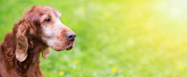 istock Beautiful old Irish Setter dog banner 949066648