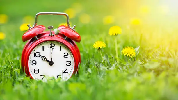 Summertime concept - web banner of alarm clock and dandelion flowers in the grass