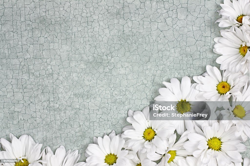 Daisy Floral Background Fresh Daisy flowers over green craquelure background with room for your text. Beauty Stock Photo