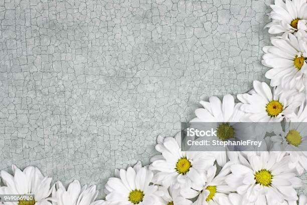 Daisy Floral Background Stock Photo - Download Image Now - Beauty, Blank, Blossom
