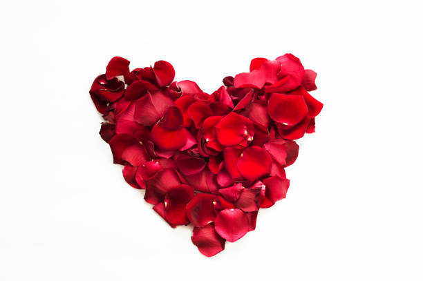 istock Red roses and rose petals isolated on white. 949071764