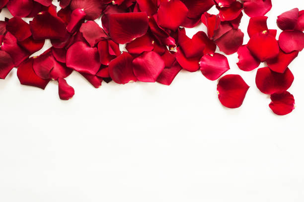 istock Red roses and rose petals isolated on white. 949072268