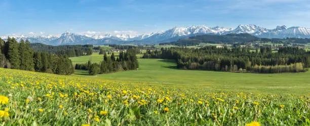 Beautiful yellow flower meadow with some villages, snow covered mountains and clear blue sky. Location: Schwaltenweiher in Bavaria, Alps, Allgau, Germany. Fresh green grass, blue water and sky, white mountains and clouds.