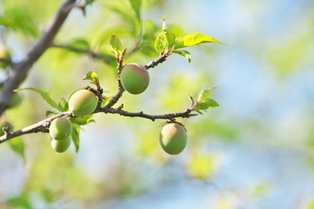 Fruit of the plum