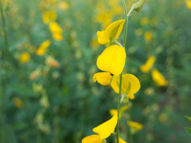 istock Yellow Sunhemp Flowers Blooming 949082806