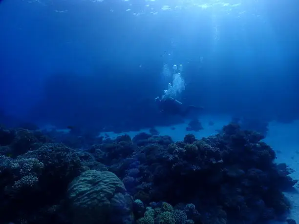 scuba, diving, sea, vacation, photo, fish, coral, reef, underworld, challenge, liveaboard, fun, skin, dive, blue, color, fly, flying, bubble, dream, relax, breath, boat, treasure