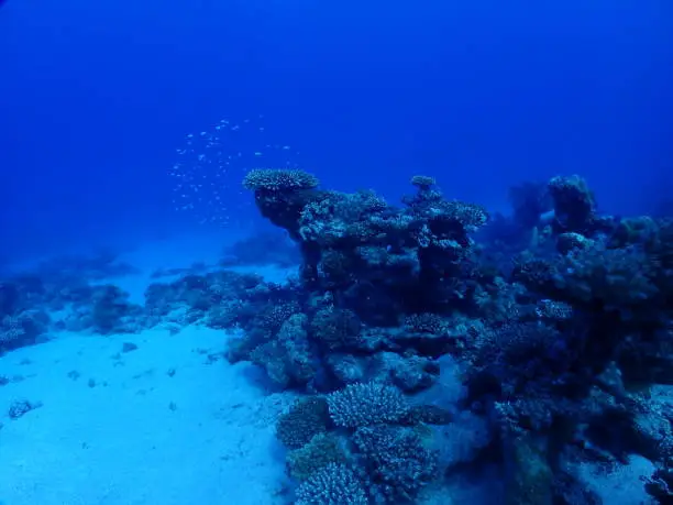 scuba, diving, sea, vacation, photo, fish, coral, reef, underworld, challenge, liveaboard, fun, skin, dive, blue, color, fly, flying, bubble, dream, relax, breath, boat, treasure