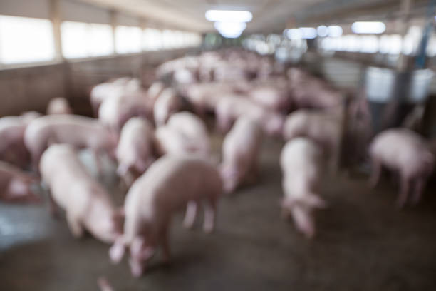 fundo desfocado de porcos na fazenda é limpo e higiênico. - domestic pig - fotografias e filmes do acervo