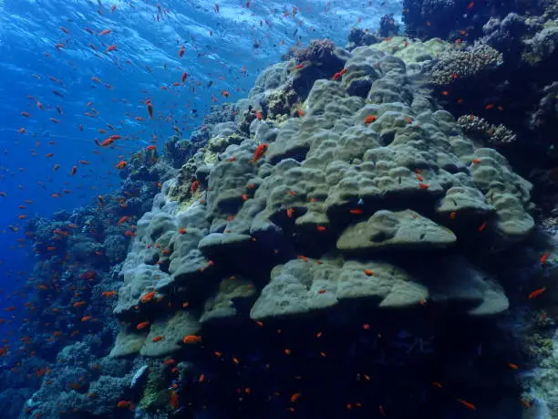 scuba, diving, sea, vacation, photo, fish, coral, reef, underworld, challenge, liveaboard, fun, skin, dive, blue, color, fly, flying, bubble, dream, relax, breath, boat, treasure