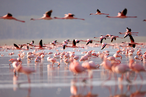 Flamingoes de lago Nakuru photo