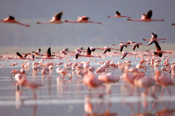 flamingoes 호수를 나쿠루 - lake nakuru 뉴스 사진 이미지