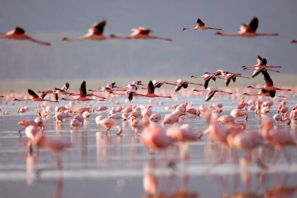 flamingoes on lake nakuru - group of animals animal bird flamingo imagens e fotografias de stock