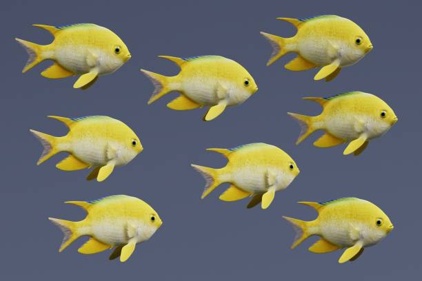 istock Realistic 3d Render of Golden Damsel Fish 949095254