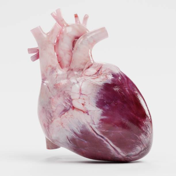 Realistic 3d Render of Human Heart Realistic 3d Render of Human Heart heart internal organ photos stock pictures, royalty-free photos & images