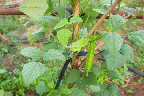 istock Freshness Psophocarpus tetragonolobus 949097404
