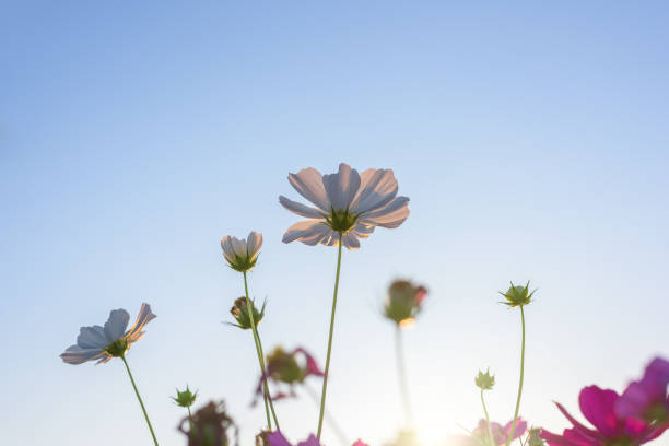 istock Beautiful cosmos flower in sunset. 949097542