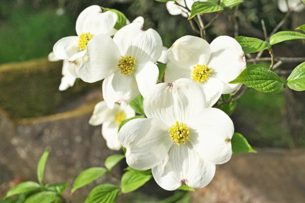 istock flowering dogwood 949099542