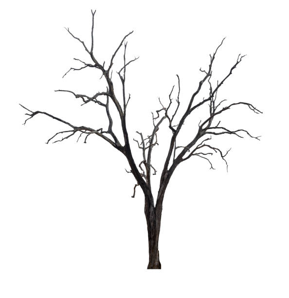 singolo albero vecchio e morto isolato su sfondo bianco. - albero spoglio foto e immagini stock