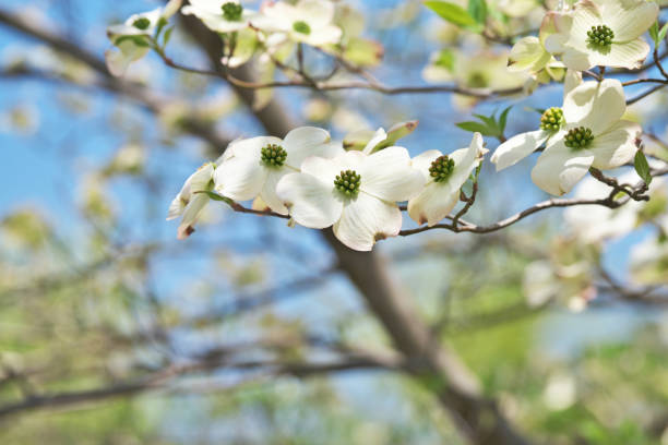 flowering dogwood flowering dogwood kanagawa prefecture photos stock pictures, royalty-free photos & images