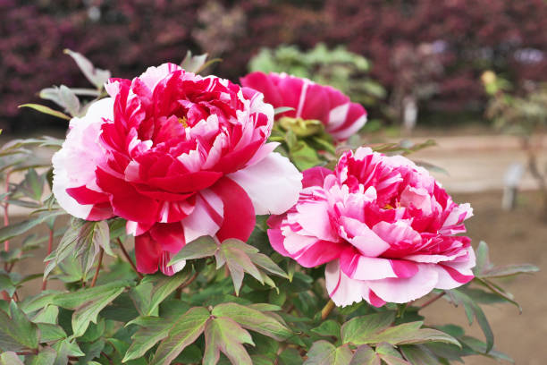 istock Flower of the peony 949104434