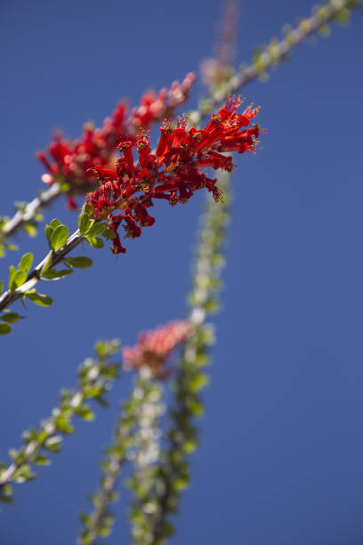 istock Ocotillo blooms against blue Arizona sky 949106658